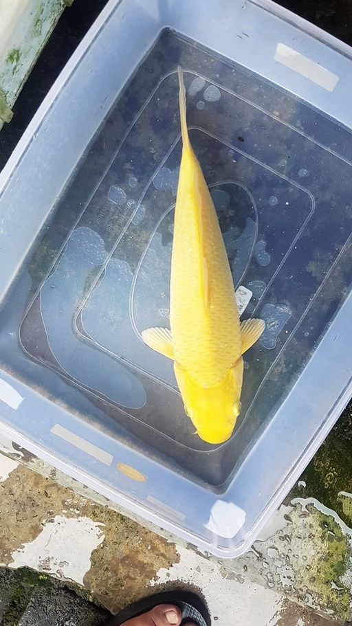 KARASI LEMON BABY FACE MUNUK MATA MERAH JOSSS 30cm