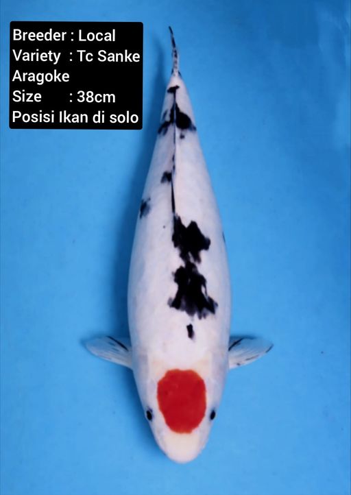 TC SANKE ARAGOKE 38cm