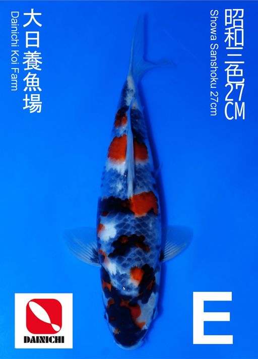 SHOWA DAINICHI 27cm