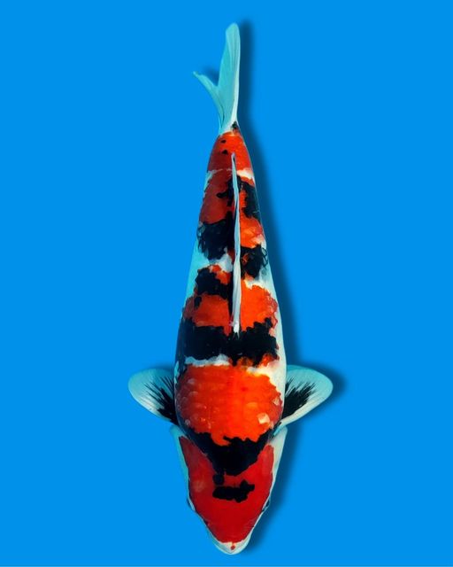 SHOWA 50cm