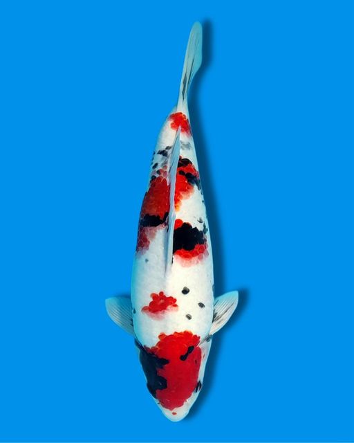 KINDAI SHOWA 45cm