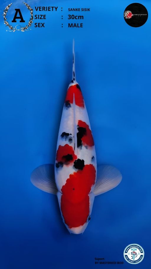 SANKE SISIK 30cm