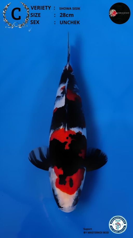 SHOWA SANSOKU 28cm