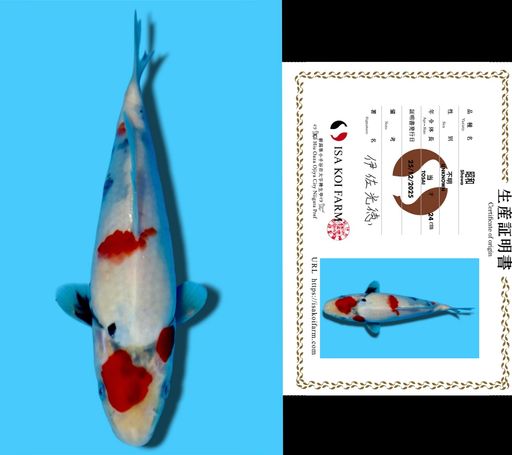 KINDAI SHOWA ISA KOI FARM 22cm