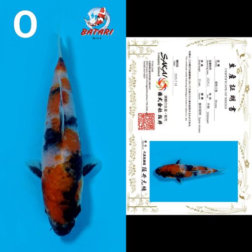 SHOWA TOSAI SAKAI 15cm