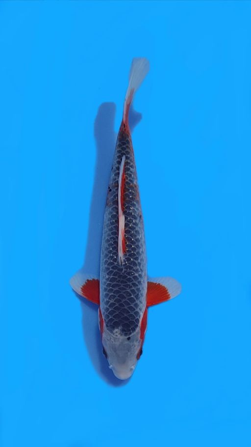 ASAGI HQ 27cm