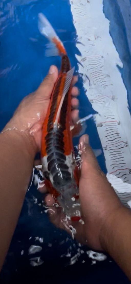 SUSHUI WARNA STRONG 37cm