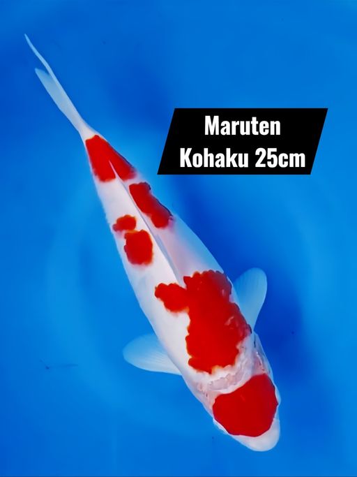 MARUTEN KOHAKU 25cm