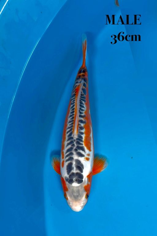 SUSUI 36cm