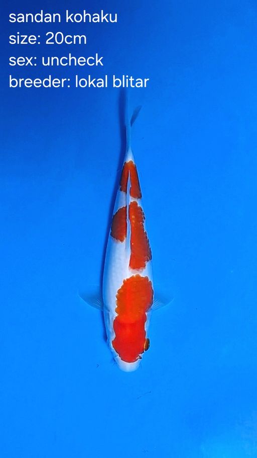 KOHAKU BAHAN KEEP ORIGINAL 20cm