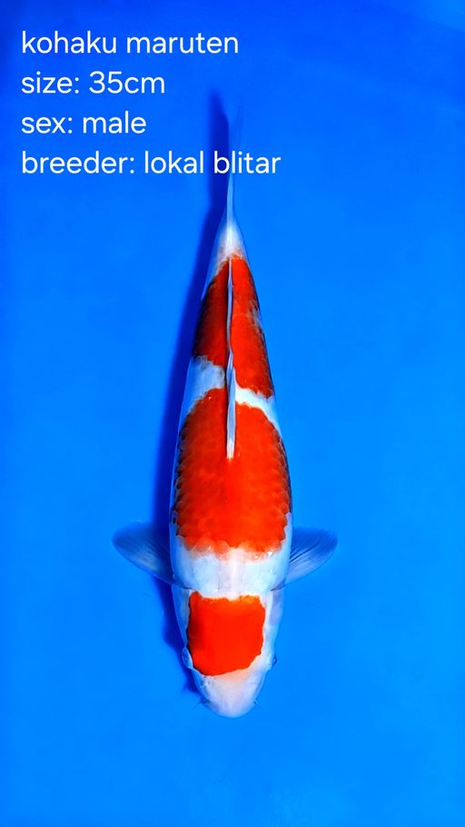 MARUTEN KOHAKU LINE AKF 35cm