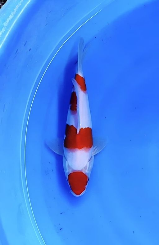 KOHAKU MARUTEN STROONG TIGA STEP SELERA SULATAN KUALITAS BAGUS HALUS 30cm