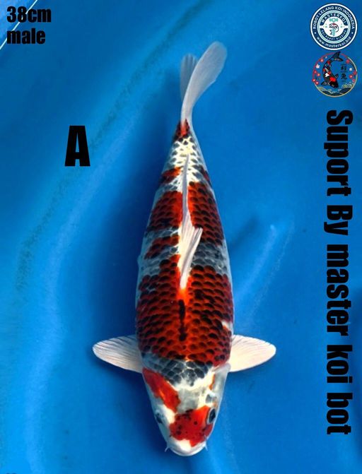 RED BENIGINGA F1 MARUSEI MALE 38cm