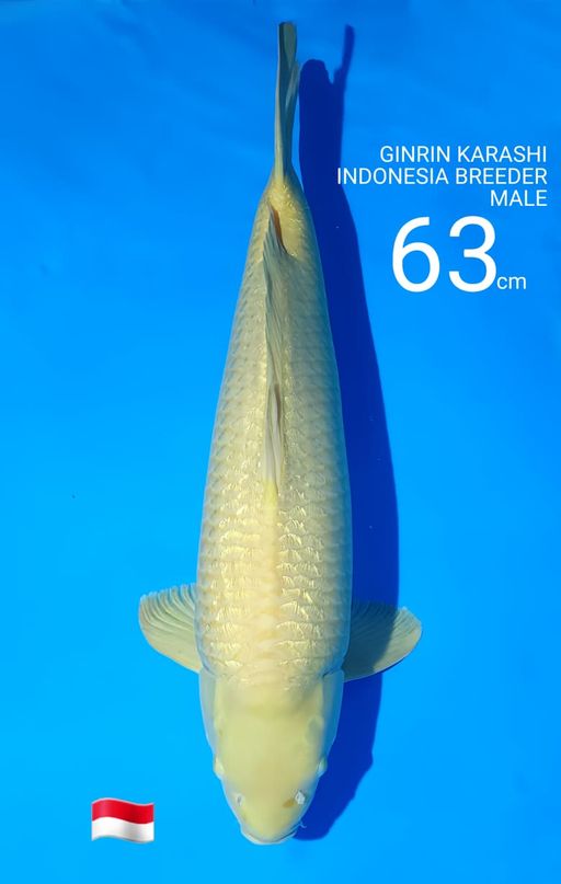 JUMBO GINRIN KARASHI INDONESIA BREEDER MALE 63cm