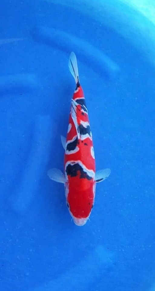 SANKE DOITSU POLA BAGUS 27cm