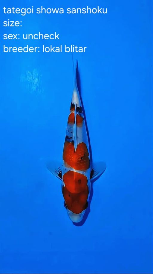 TATEGOI SHOWA SANSHOKU 17cm