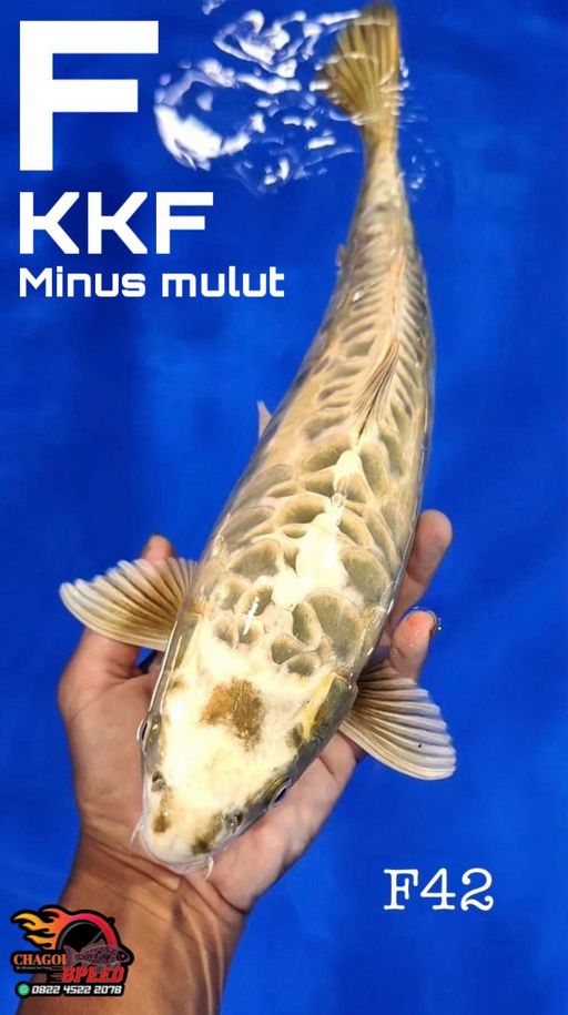 ARAGOKE SILVERFOX KKF MINUS MULUT 42cm