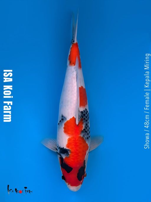 ISA SHOWA 48cm