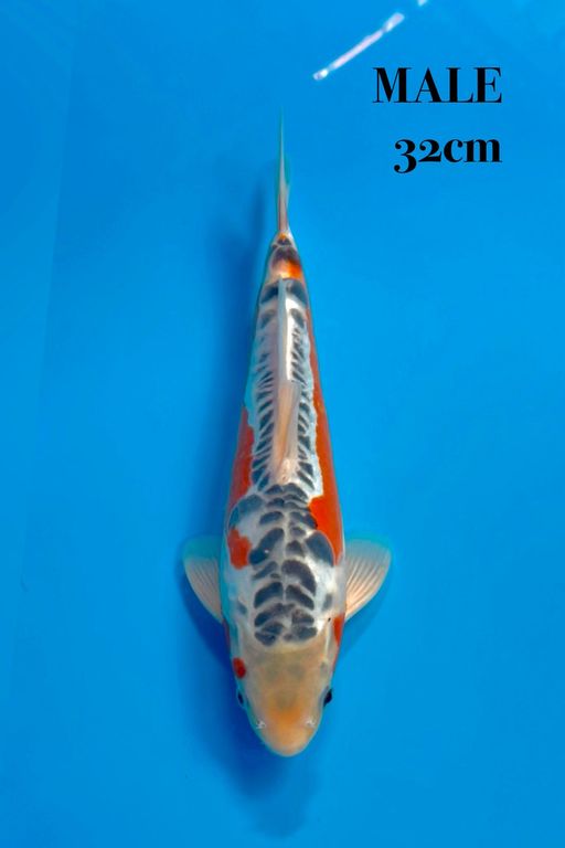 SUSUI QUALITY 32cm