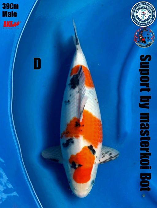 SANKE AKF MALE 39cm