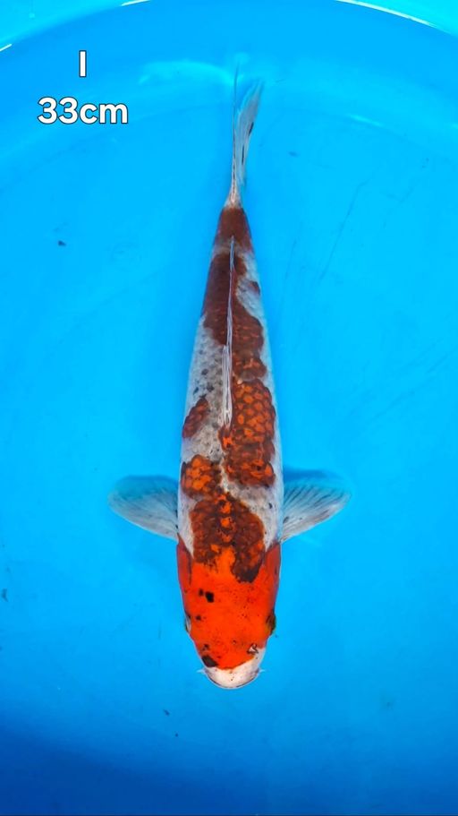 KURO GHOSIKI LINE KAWAKAMI 33cm