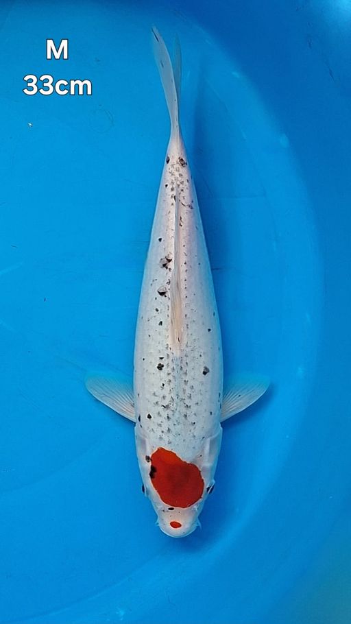TANCO GHOSIKI LINE KAWAKAMI 33cm