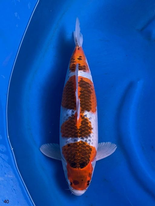 GOSHIKI F1 MALE 40cm