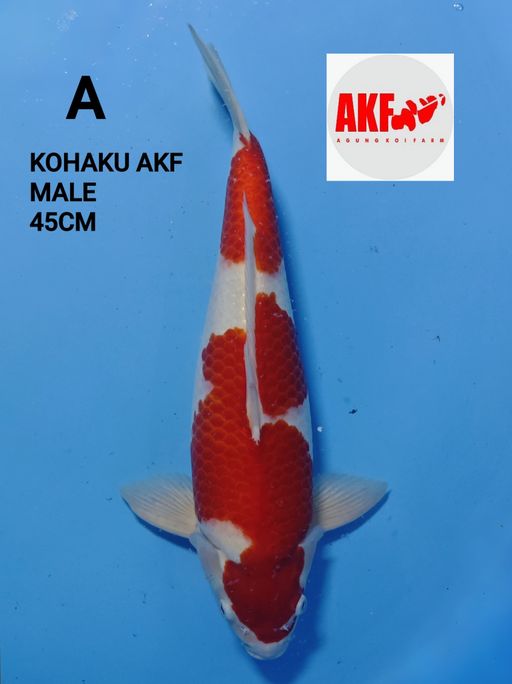 KOHAKU DEEP RED BREEDER AKF 45cm