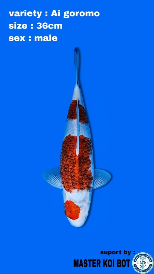AI GOROMO MARUTEN 38cm