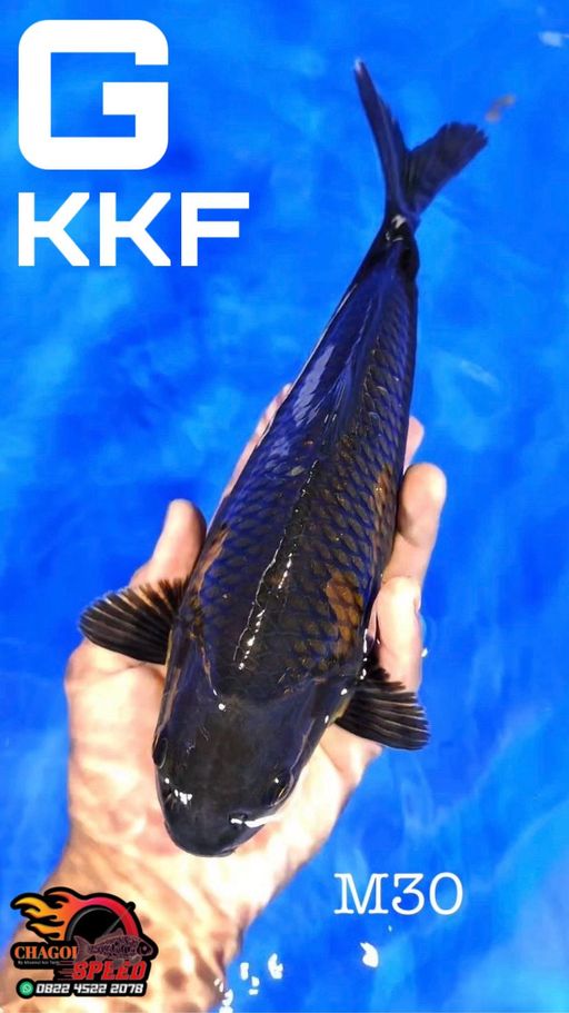 CHAGOI JANTAN KKF 30cm