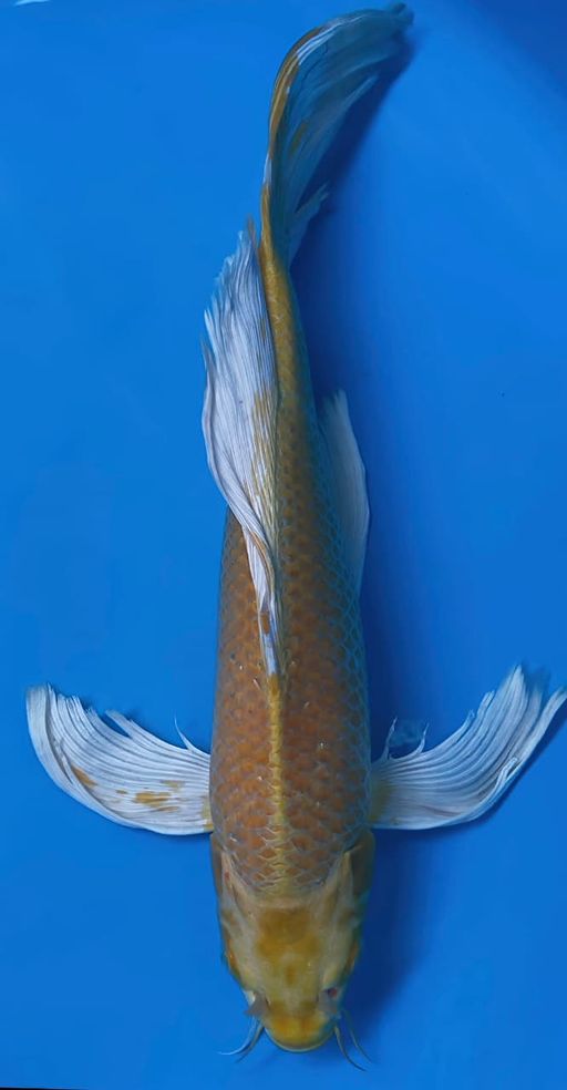 KUMPAY OGON 40cm