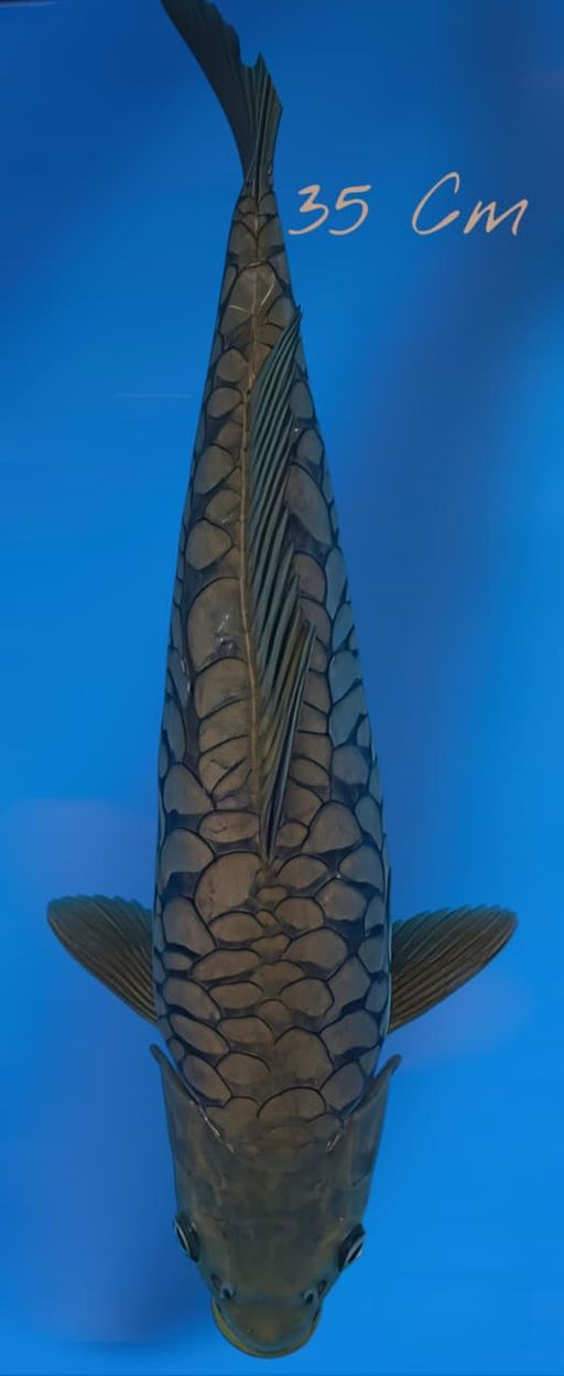 ARAGOKE 35cm