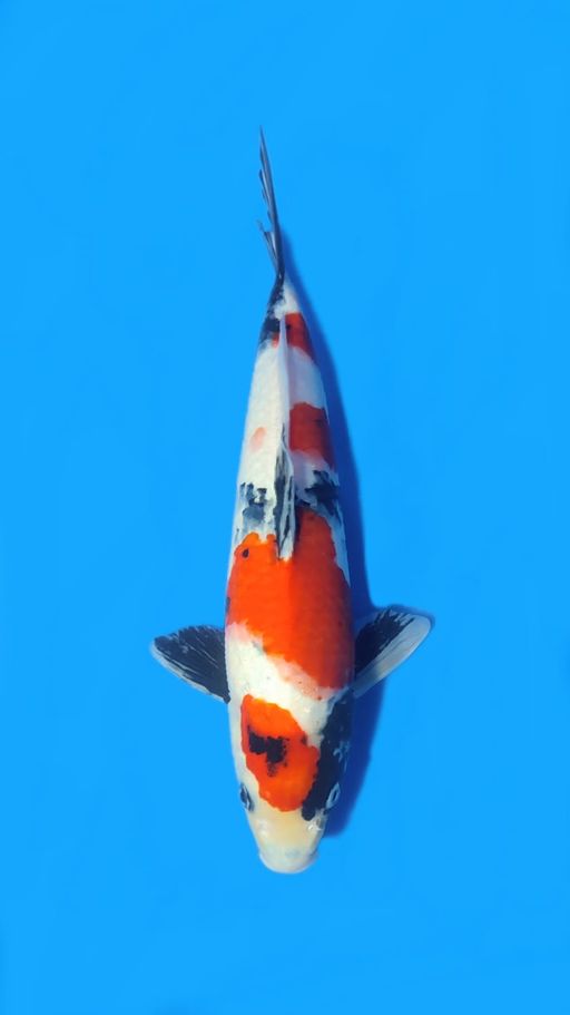 SHOWA HQ 37cm