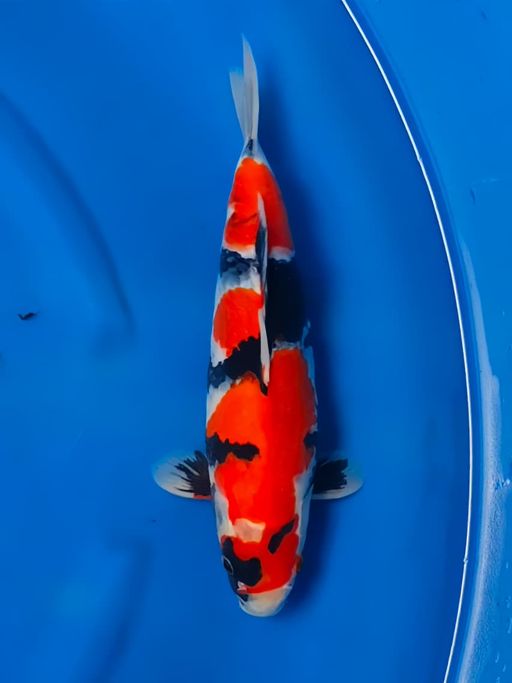 SHOWA BAHAN SQ ISTIMEWA JOSJIS PATERN SELERA SULTAN 30cm