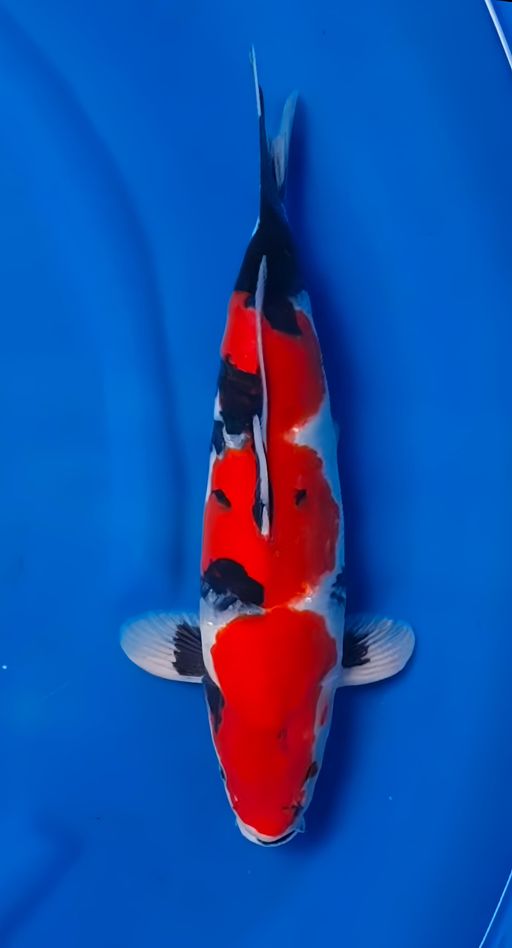 SHOWA TATEGOI ISTIMEWA BAHAN SQ BENINYA MERAH TEBAL IKAN BAKAT JUMBO 35cm