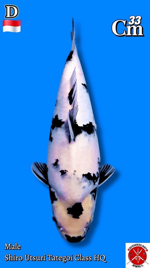 SHIRO TATEGOI HIGH QUALITY 33cm