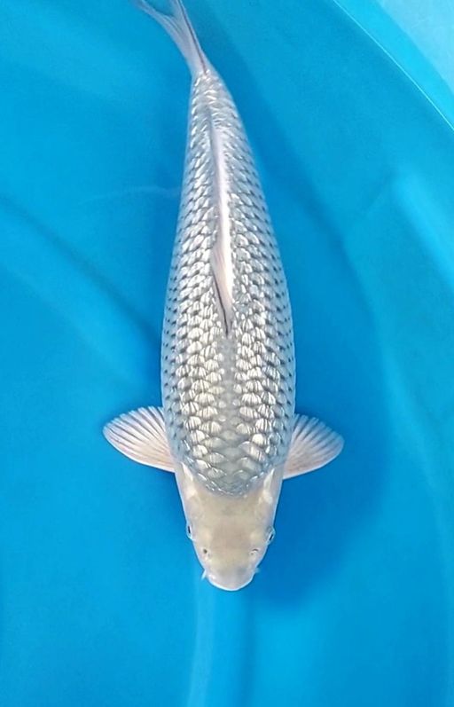 GINRIN SORAGOI 43cm