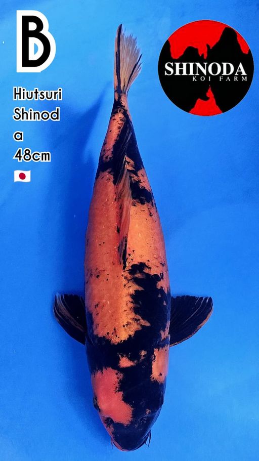 HIUTSURI SHINODA KOI FARM INCLUDE SERTIFIKATFEMALE 48cm