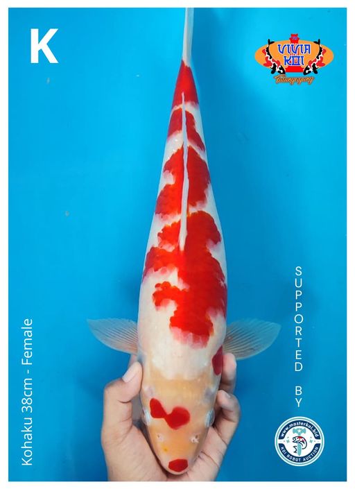KOHAKU 38cm