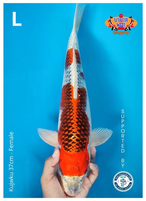 KUJWKU 37cm