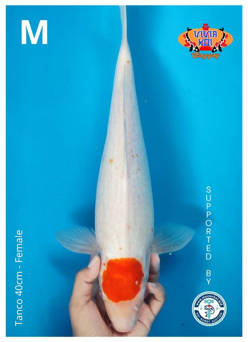 TANCO 40cm