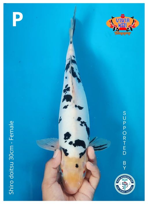 SHIRO DOITSU 30cm