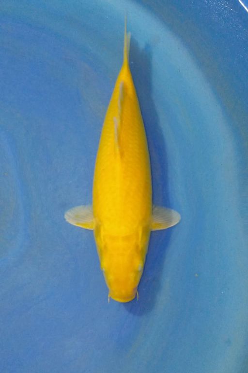 LEMON KARASI NON BOCOR MALE 27cm