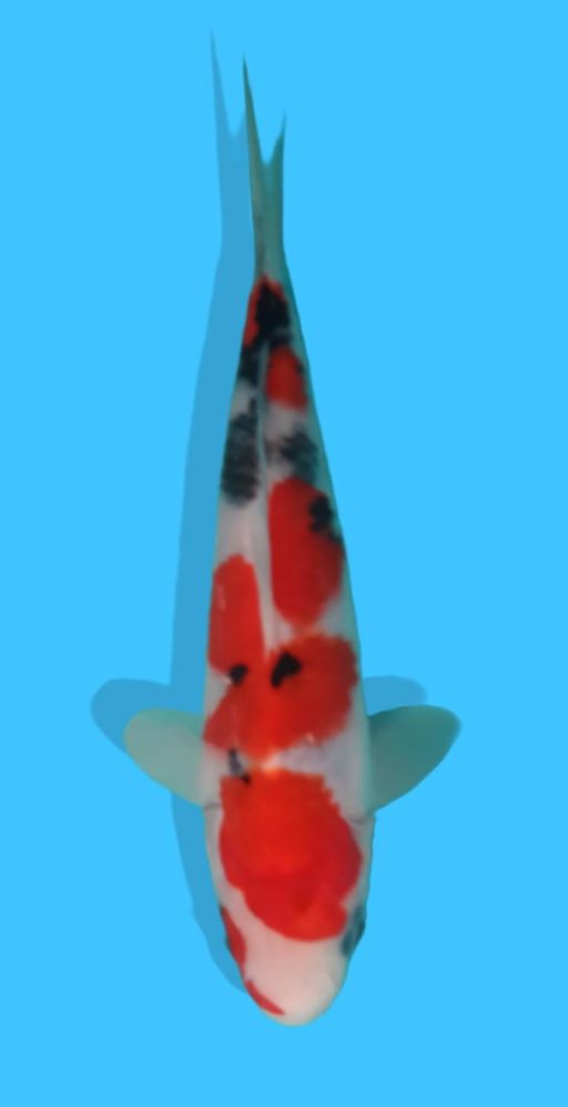 SANKE INCLUDE SETIFIKAT SAKAI CO 19cm