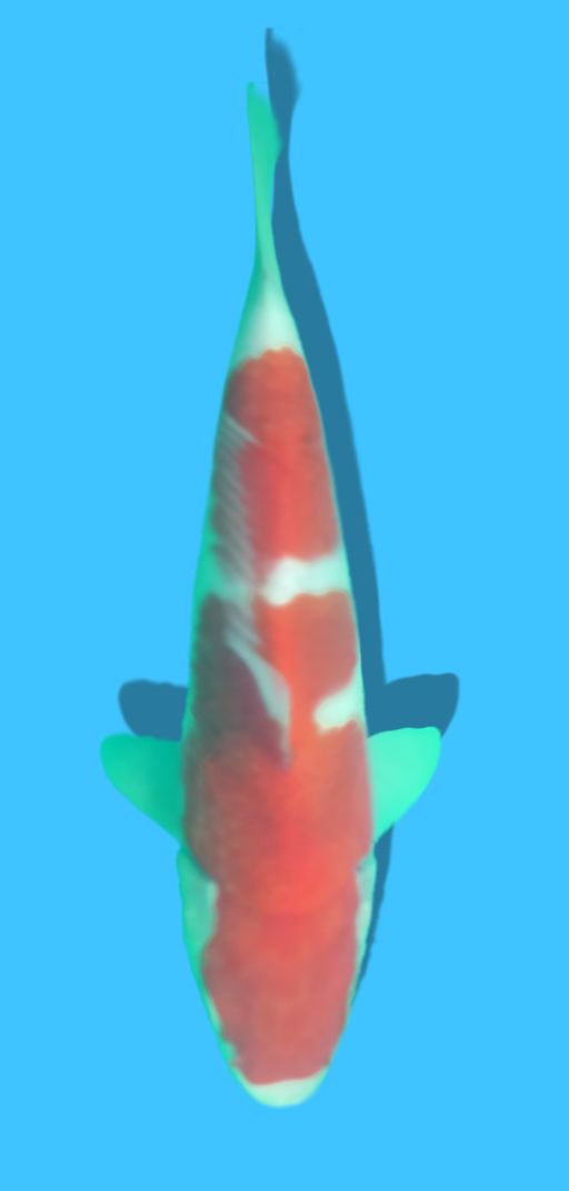 KOHAKU INCLUDE SETIFIKAT MARUSEI 24cm