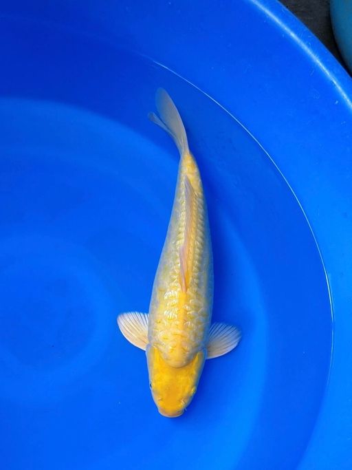 KARASI LEMON ARAGOKE GINDRIN MATA MERAHBULKY PUNUK 42cm