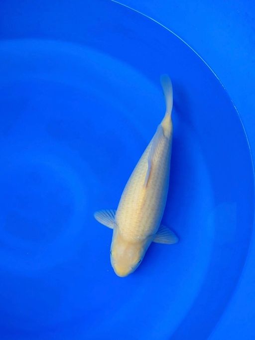 KARASIBULKY BABYFACE GOOD BODY 33cm