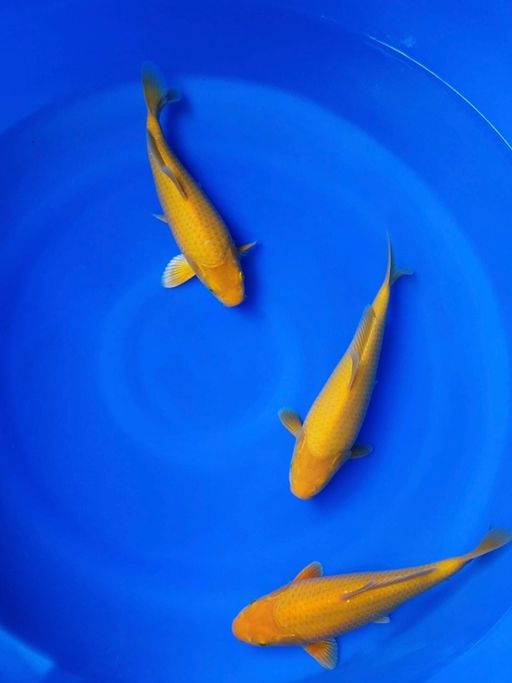 KARASI JHOOSS MATA MERAHBULKY PUNUK 3EKOR 2528cm