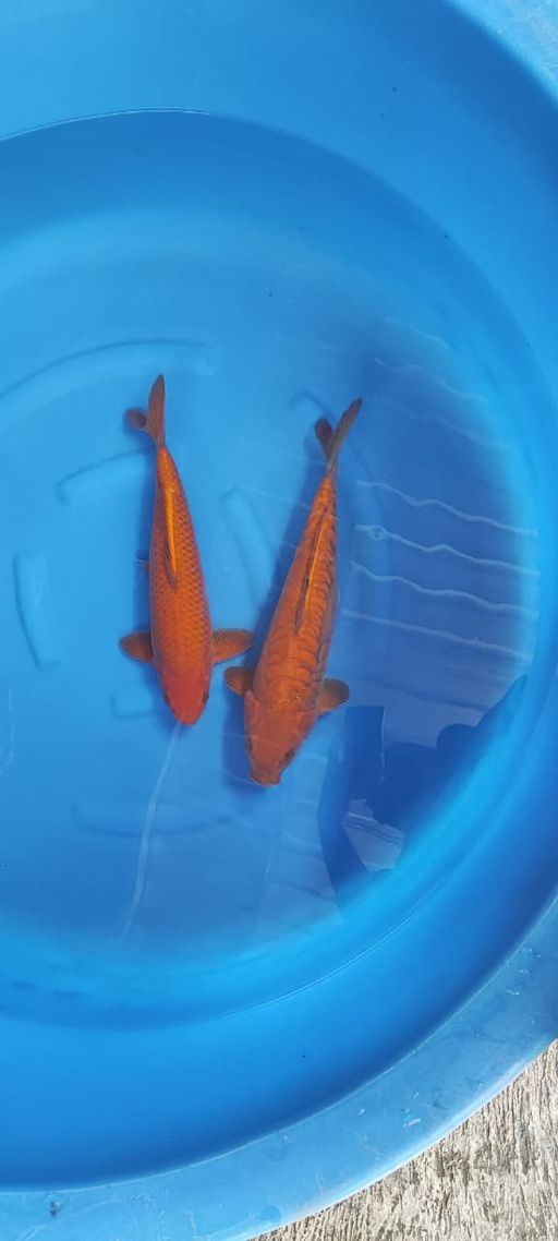 CAGHOI TEMBAGA X ARAGOKE GOOD QUALITY CALON JUMBO ALL MALE 4345cm