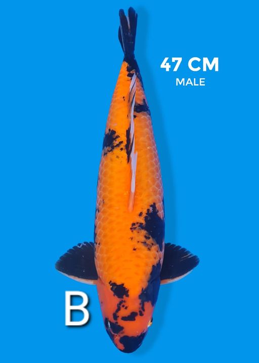 HI UTSURI 47cm
